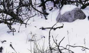 Photo of a white bird blending in with a snowy ground
